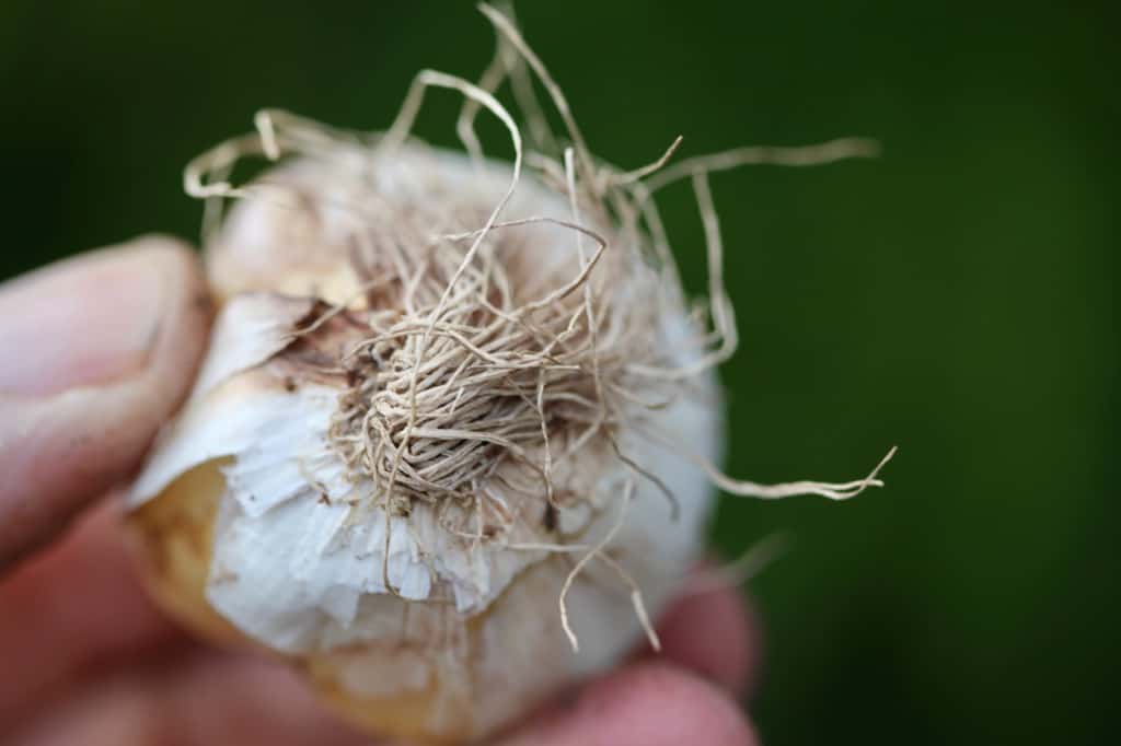 a hand holding an allium bulb, showing the roots on the underside, to be planted in late fall