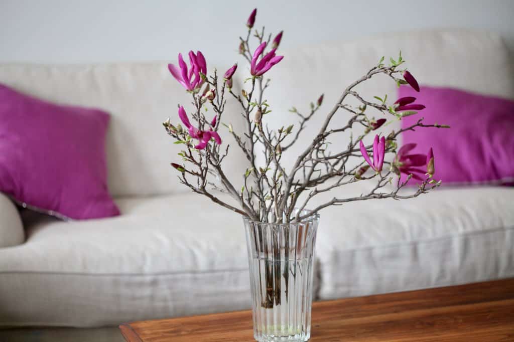 a vase of pink magnolia branches in water in front of a white sofa with pink pillows