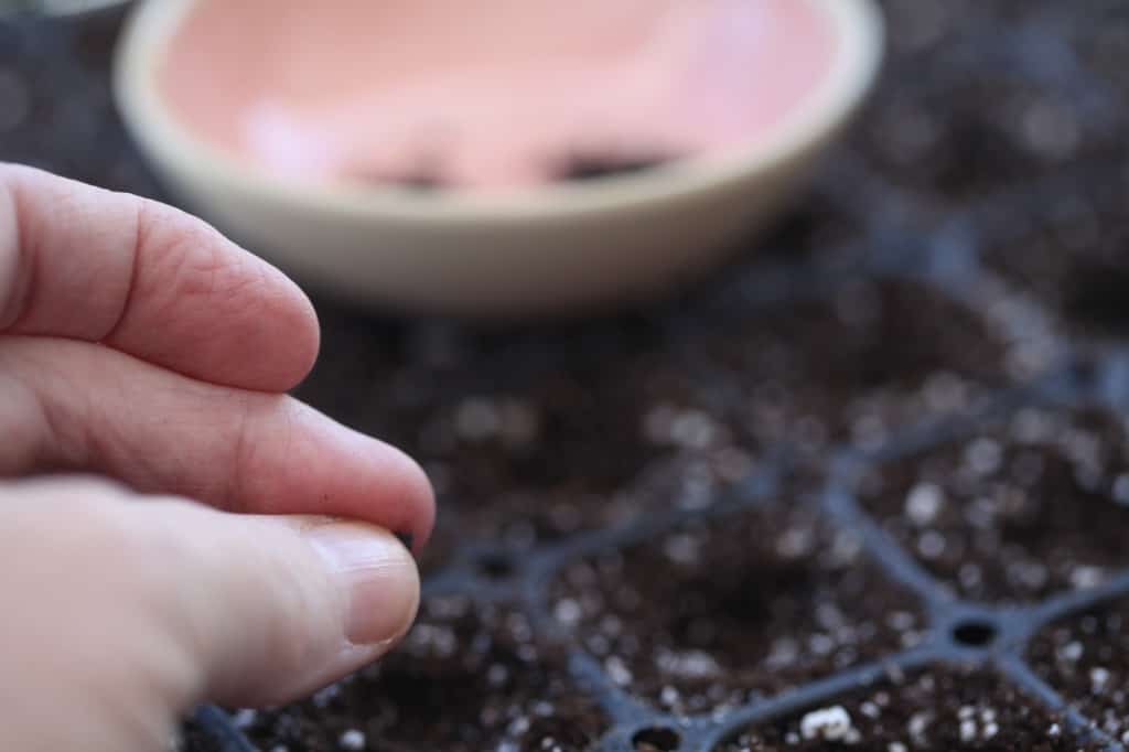 a hand planting allium seeds into cell trays