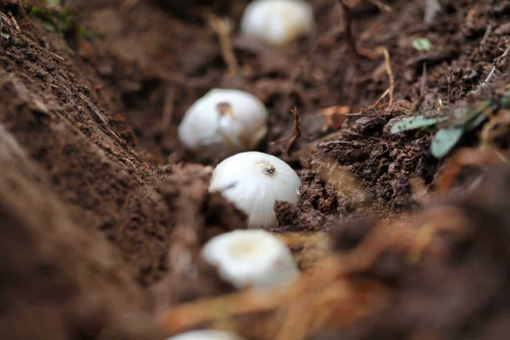 allium bulbs being planted in soil in late fall