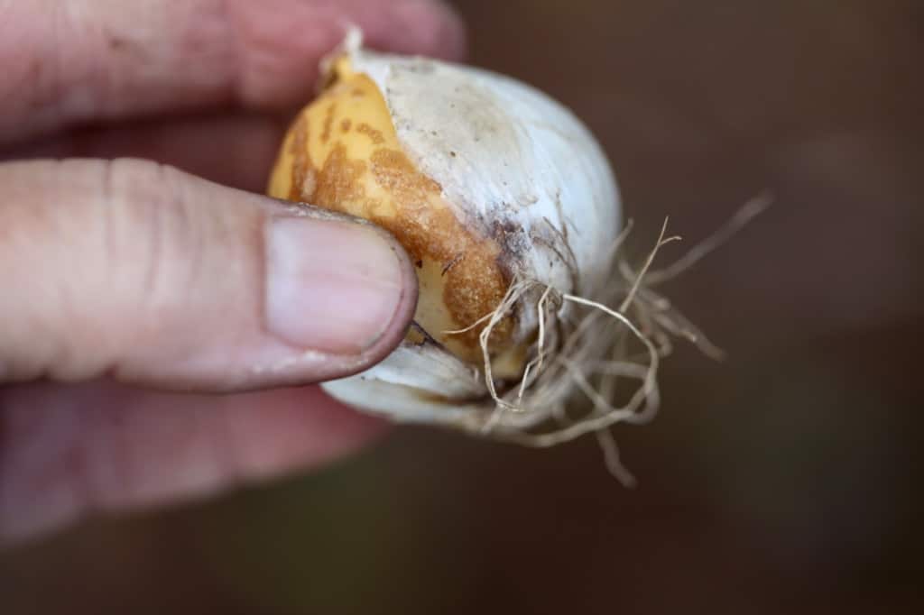a hand holding an allium bulb ready to be planted