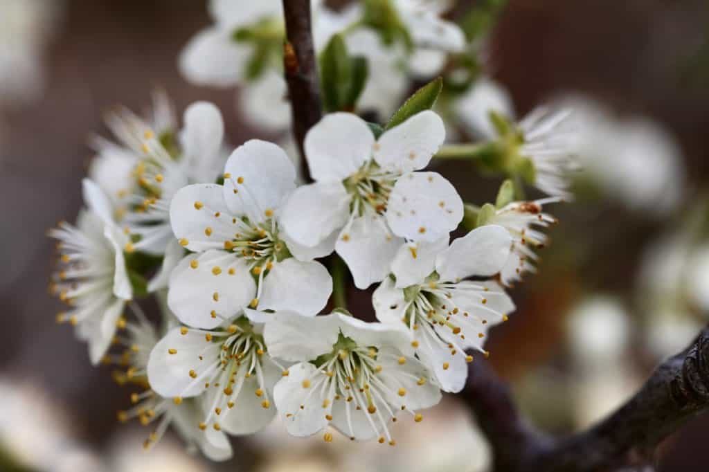 white plum blossoms on the tree