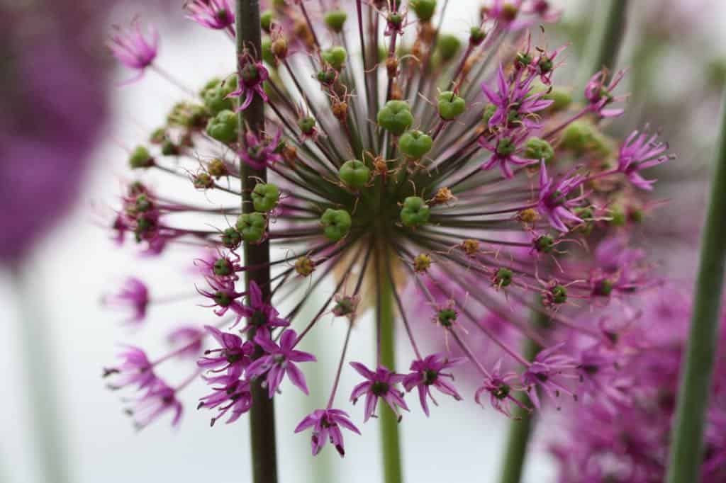 immature allium seed head with green pods