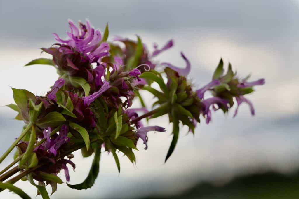 spent bergamot blooms