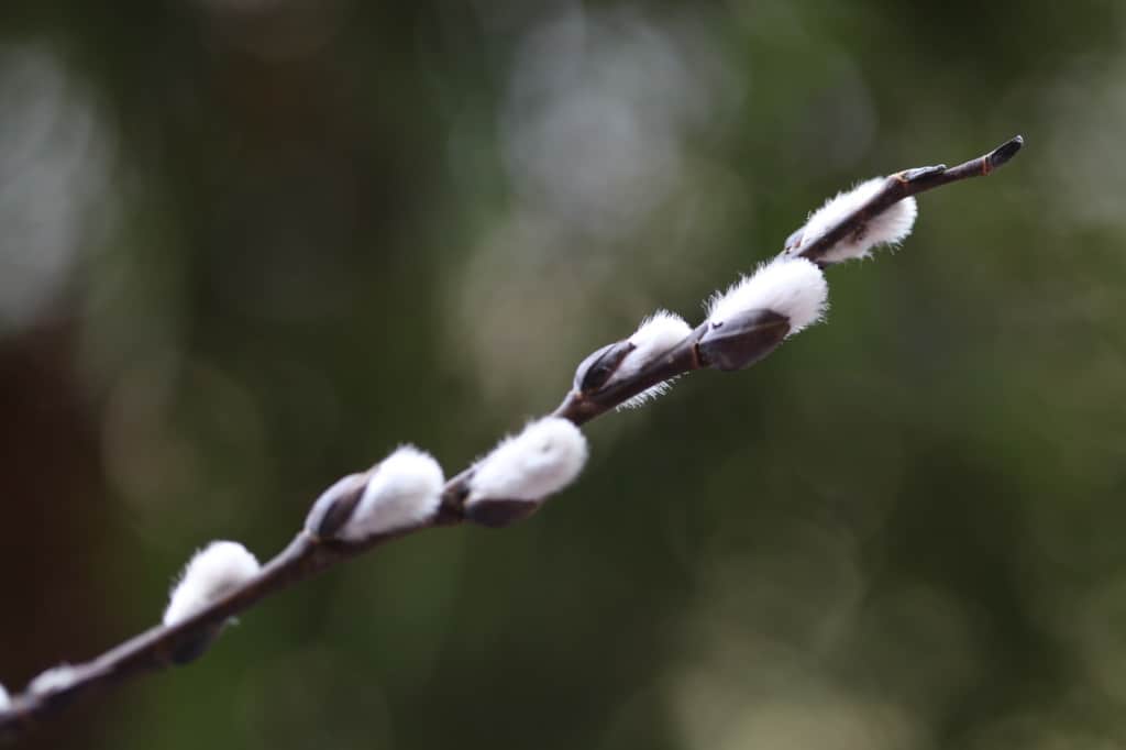 a pussy willow branch against a blurred green background
