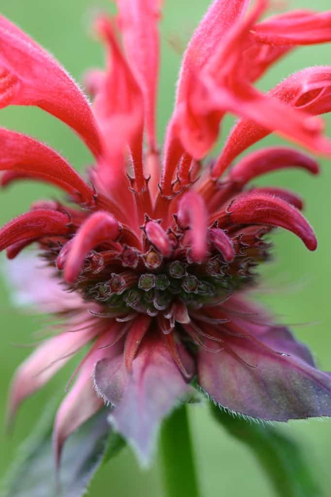 red tubular blooms of Monarda Didyma look like fire works