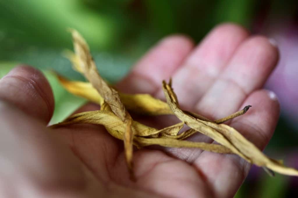 a hand holding removed yellow foliage from potted calla lilies