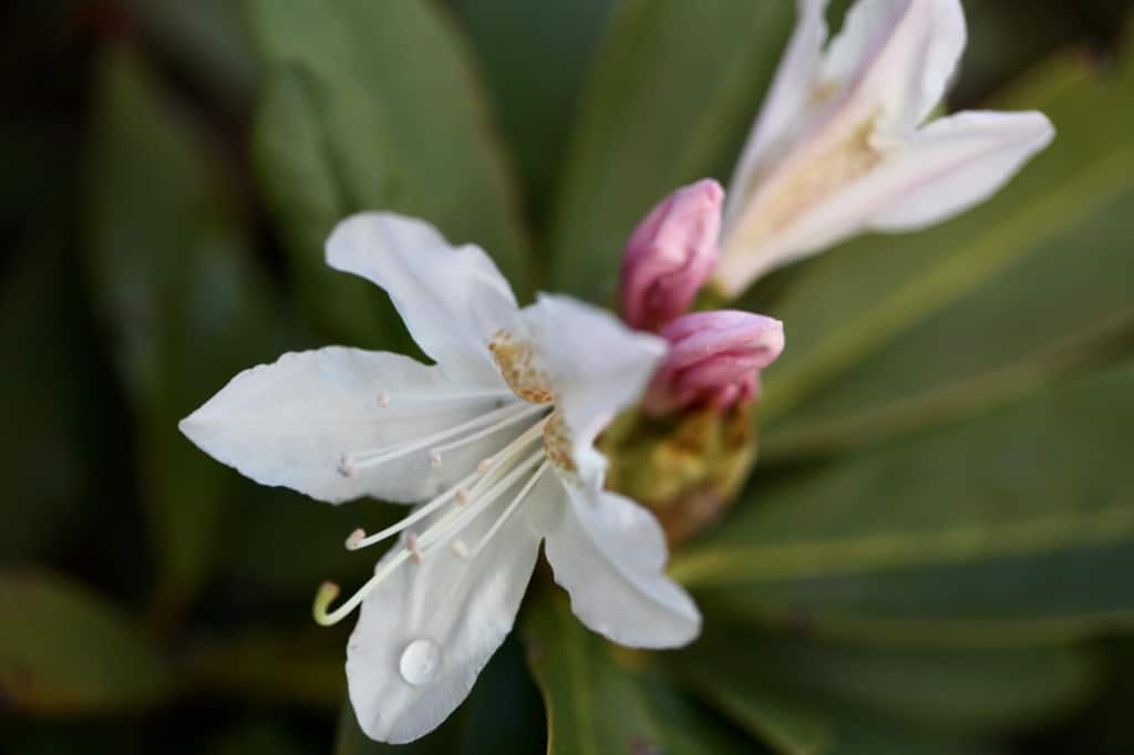 a white rhododendron flower