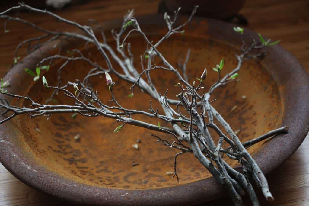 magnolia branches in a large metal bowl