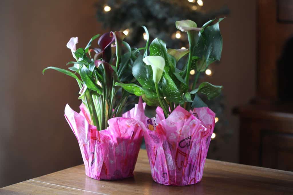 two pots of potted calla lilies in pink wrap