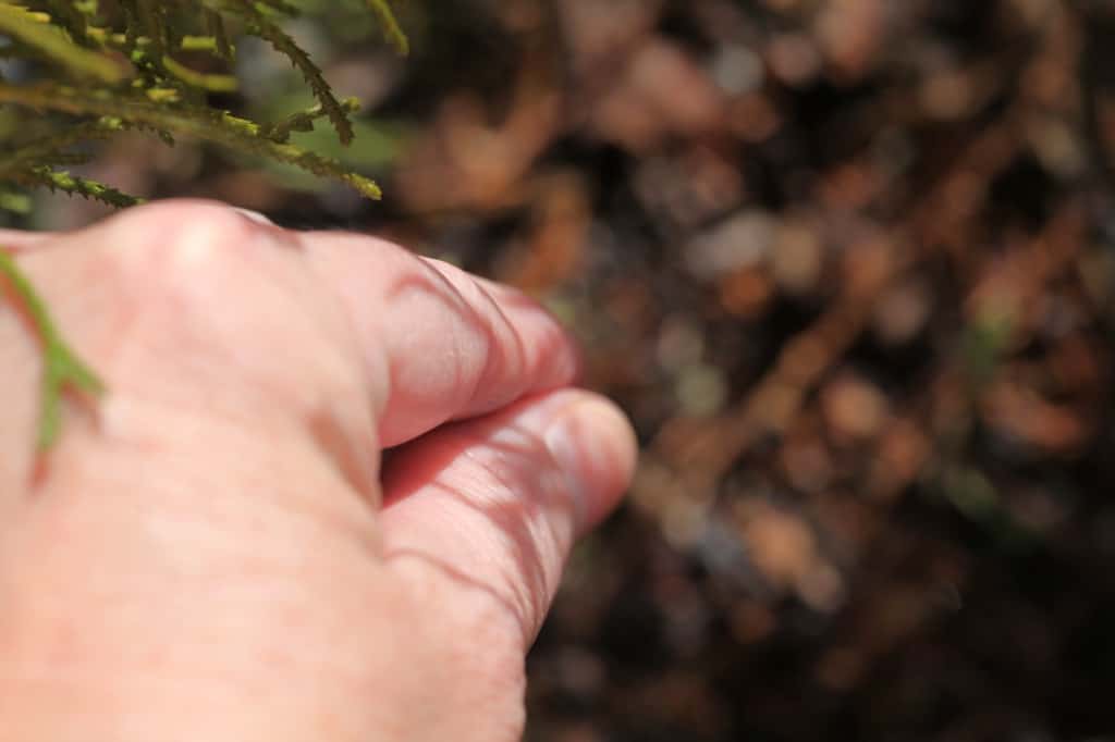 a hand sowing the seeds directly into the garden