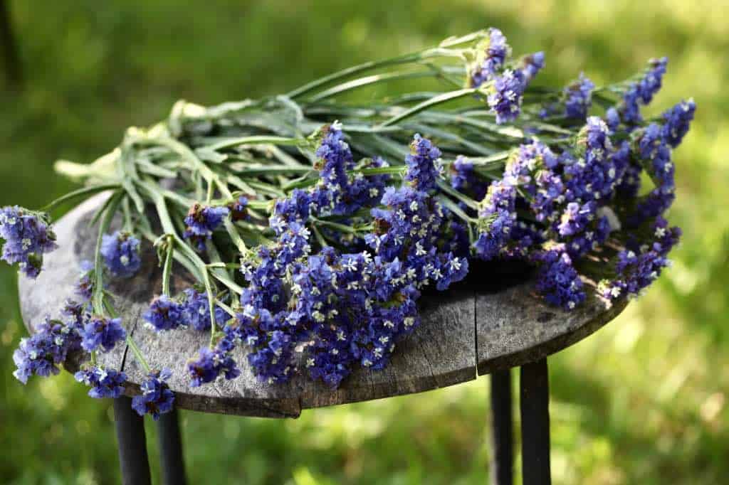 fresh cut statice stems on a rustic wooden table