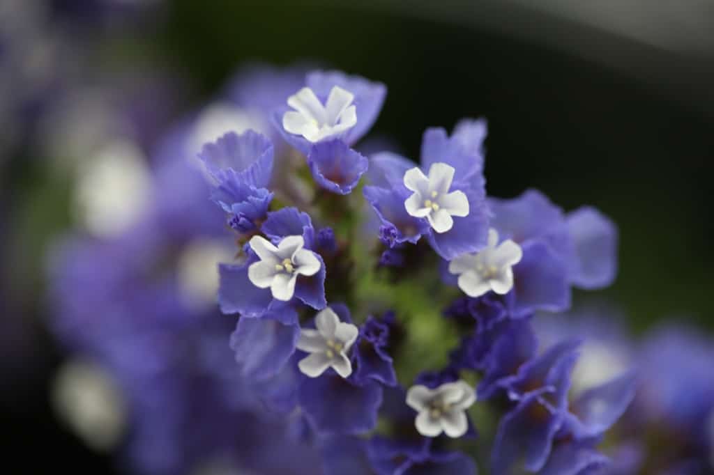 a closeup of a purple statice flower head with white statice blossoms