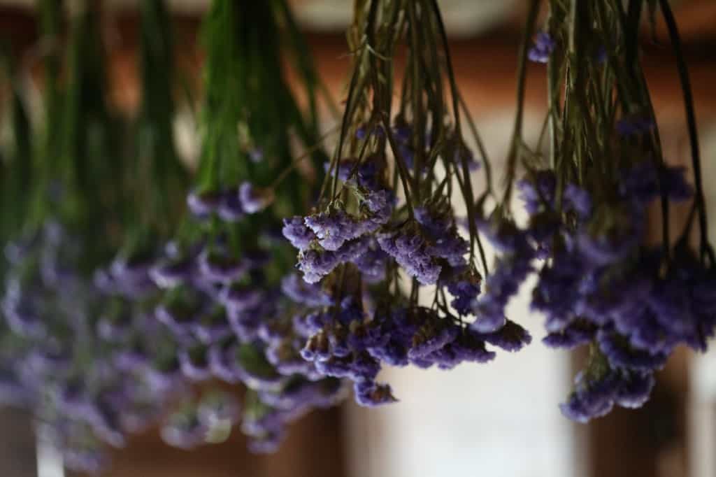 statice hanging to dry with dried bunches in the foreground with stems that are a different colour