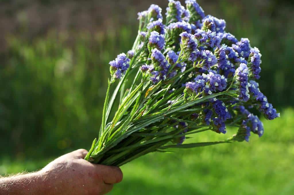 a hand holding a bouquet of purple statice