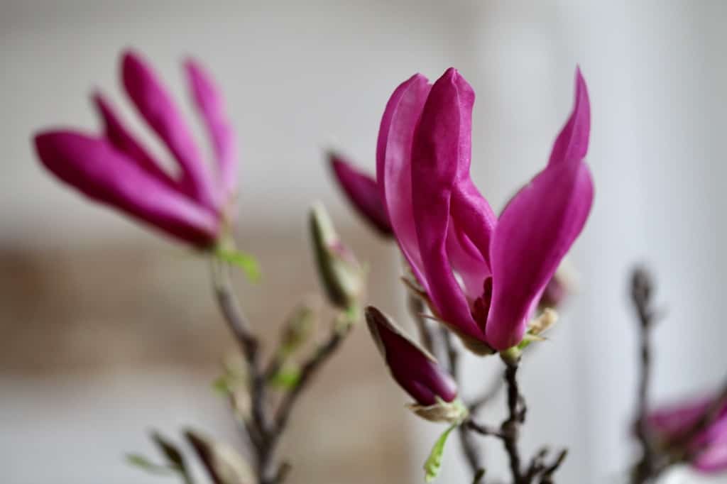 pink magnolia blooms that have been forced inside in winter