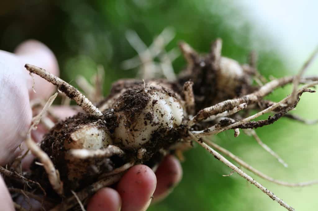 a hand holding a calla lily rhizome freshly dug from a pot