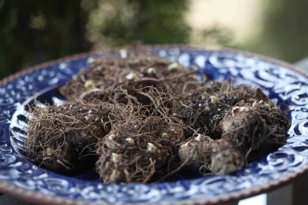 calla lily rhizomes from potted calla lilies, starting to sprout in early spring  on a blue plate