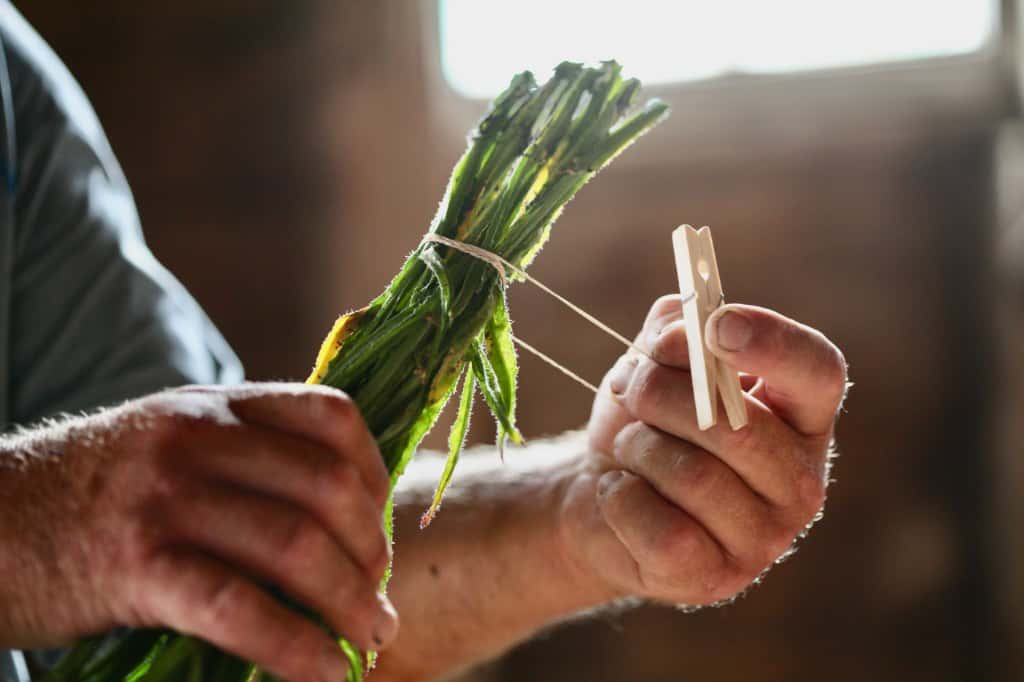 a hand holding a bunch of stems and a clothespin, preparing to hang the statice on a drying line