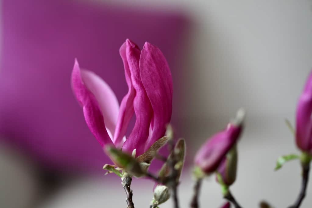 pink magnolia blooms from forcing flowering branches