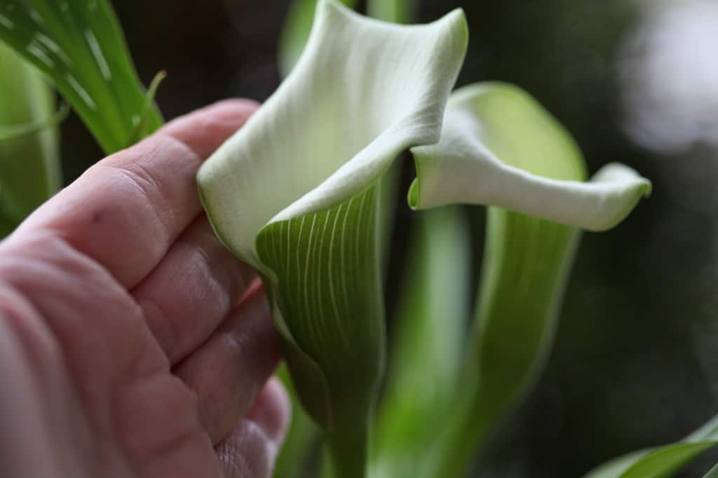 a hand touching a white and green calla lily flower