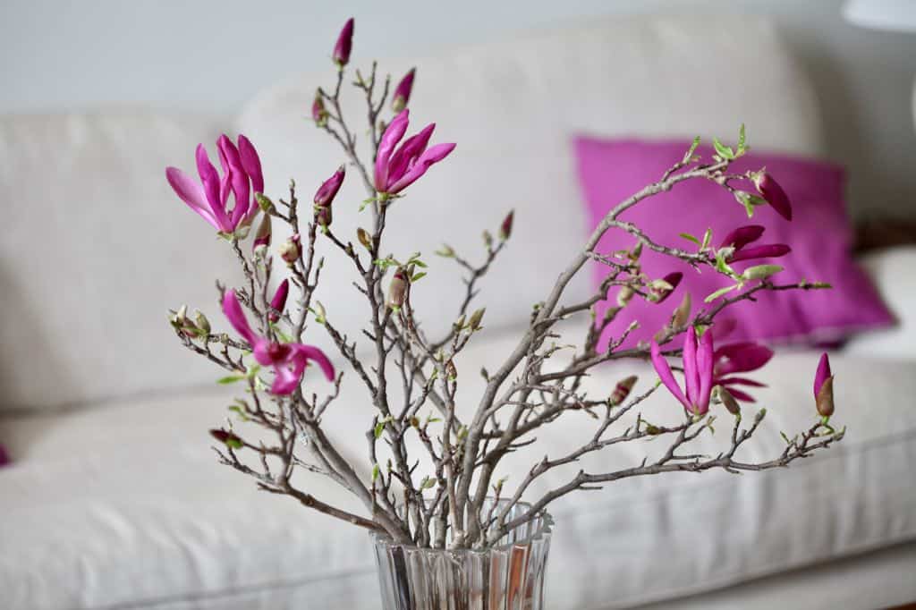 forcing magnolia flowering branches in front of a white couch