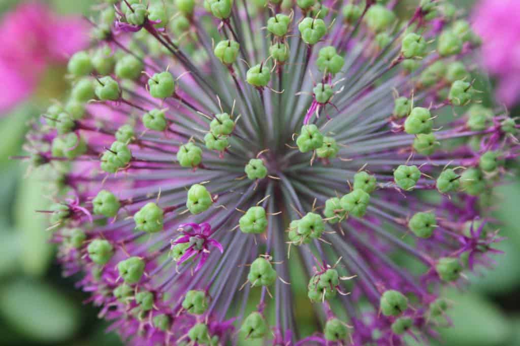 allium seed head with green seed pods