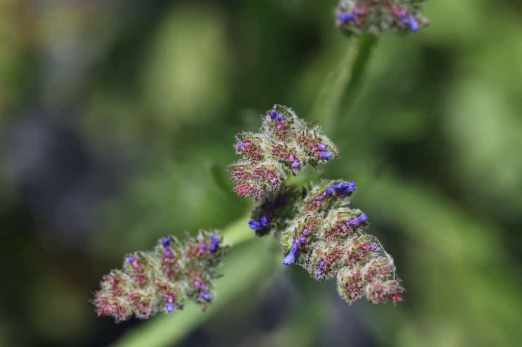  an immature statice flower head