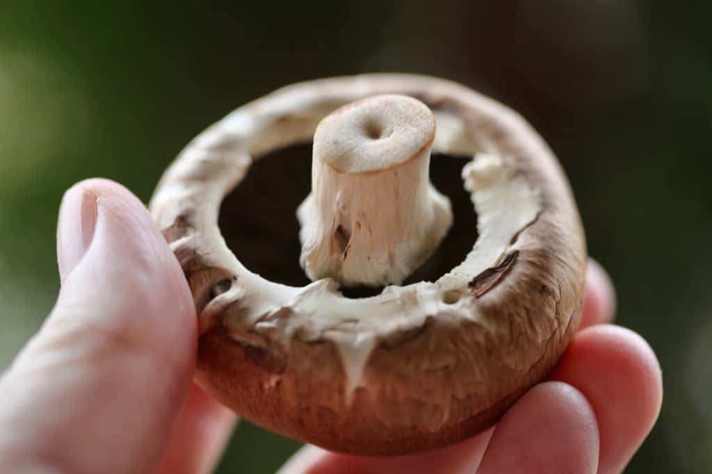 a hand holding a mushroom