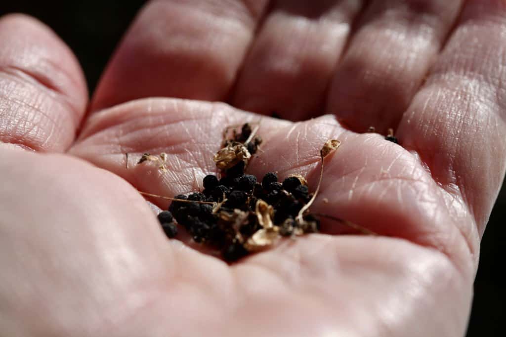 a hand holding black allium seeds