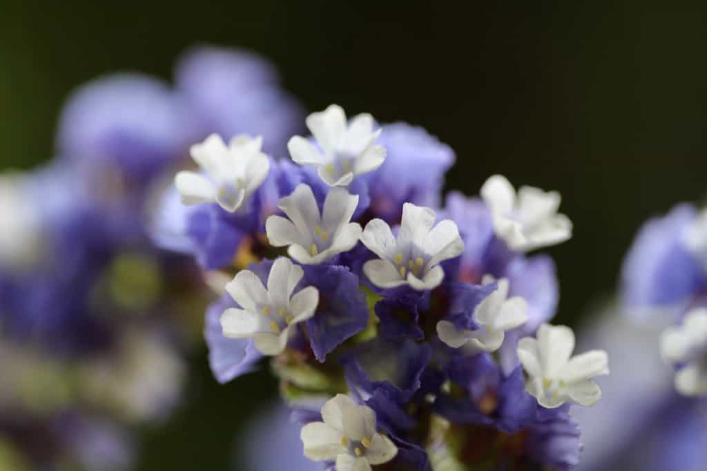 statice flowerhead with purple calyx and white flowers