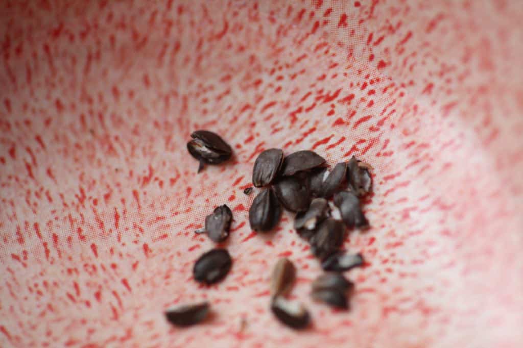 obedient plant seeds in a pink bowl