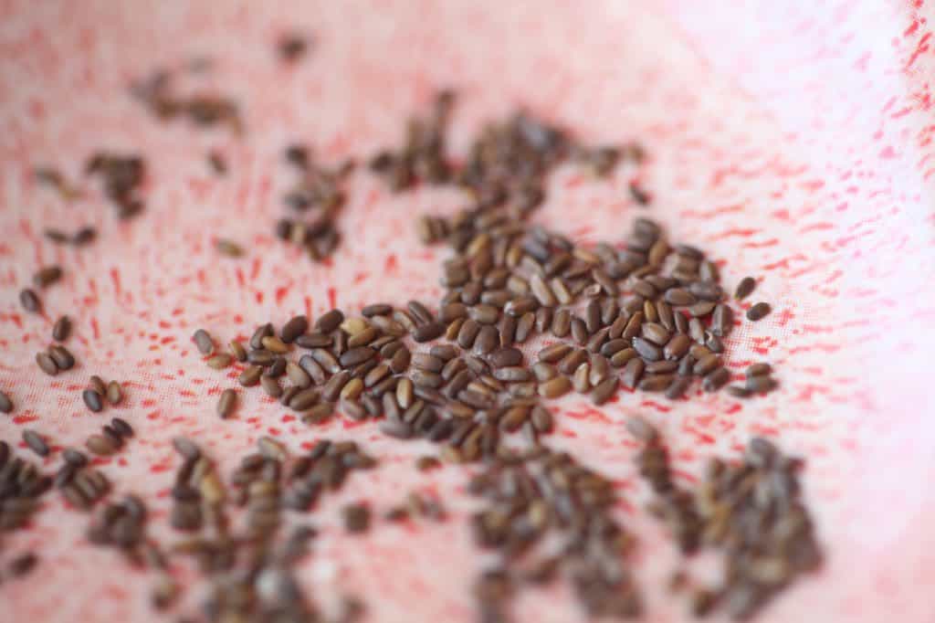 wild bergamot seeds in a pink bowl