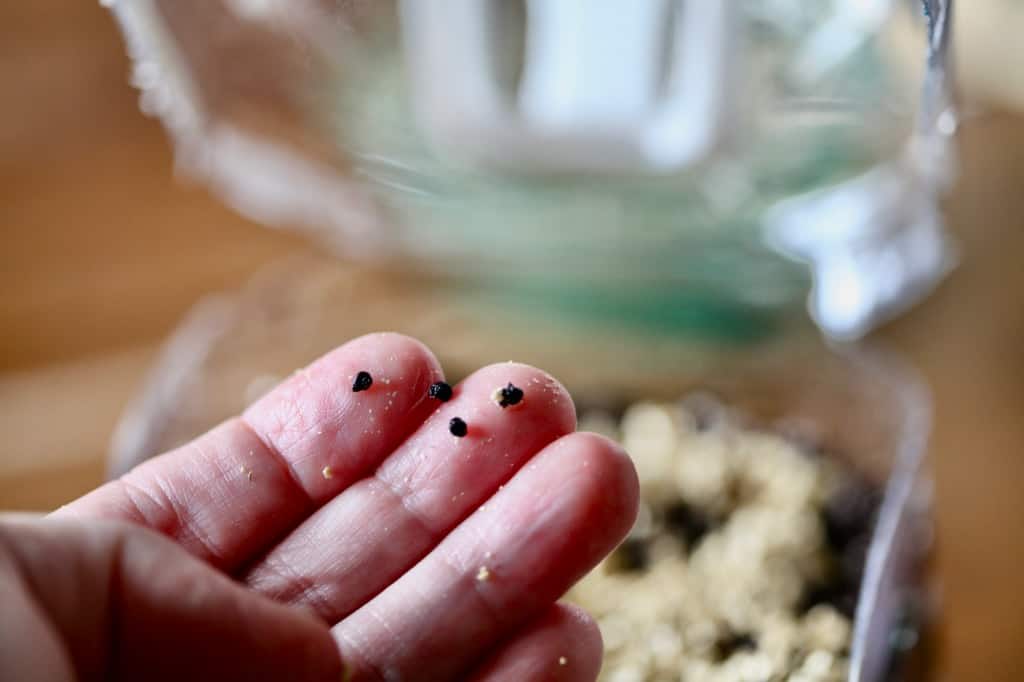 a hand holding four black allium seeds to be planted in a jug of soil for winter sowing