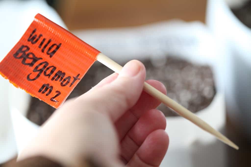 a hand holding a label for winter sowing bergamot