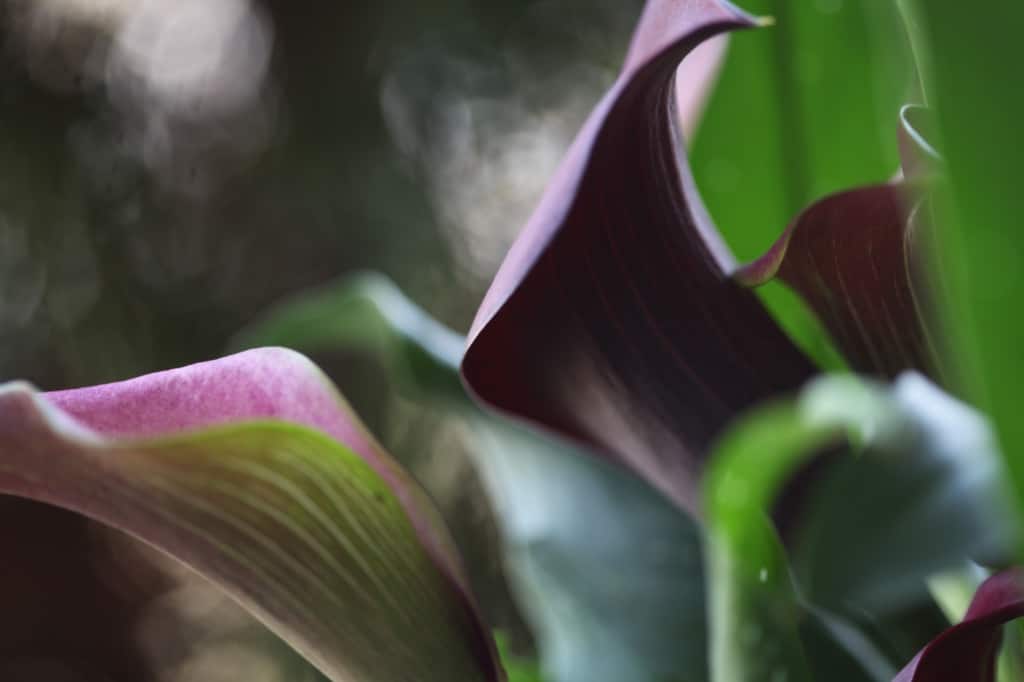 pink and dark purple calla lilies
