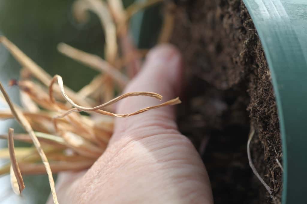 a hand holding onto a green pot held sideways, containing soil and dry calla lily leaves