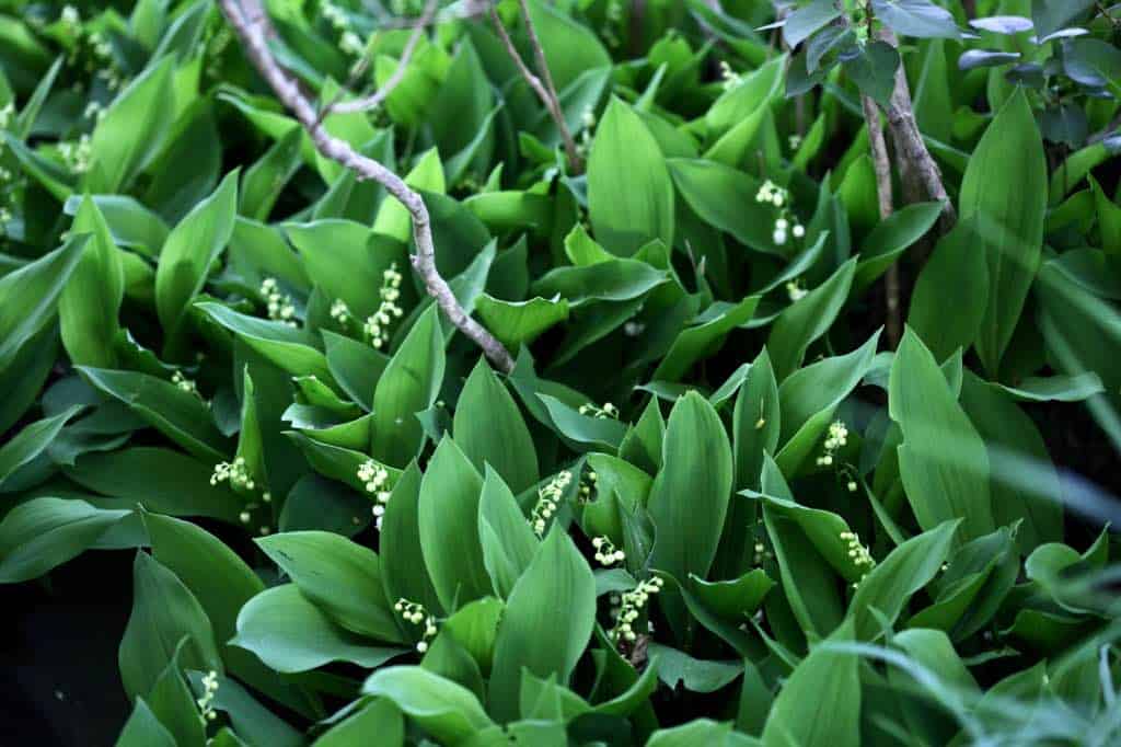 a patch of Lily of the Valley 