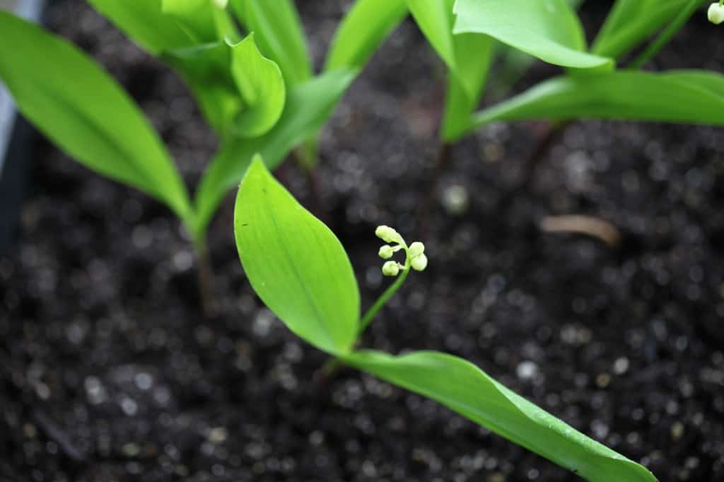 Lily of the Valley plants growing in brown soil, demonstrating two leaves per plant