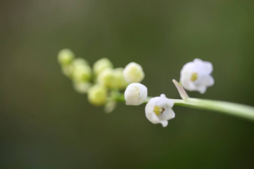 a lily of the valley stem with white flowers
