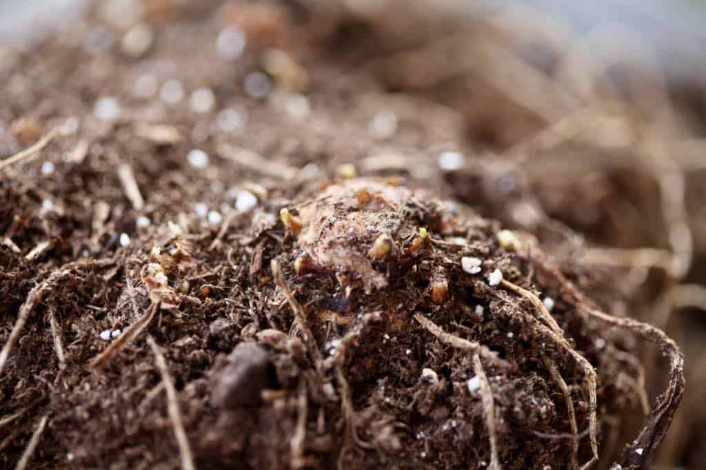 a closeup of the calla lily sprouts on the rhizome