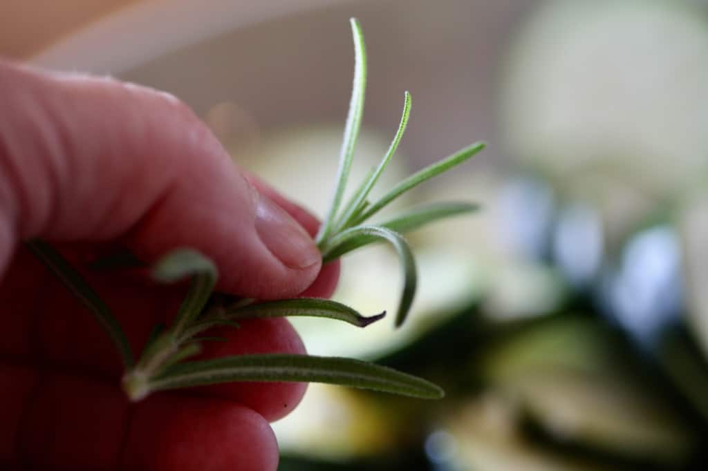 a hand holding a sprig of fresh rosemary