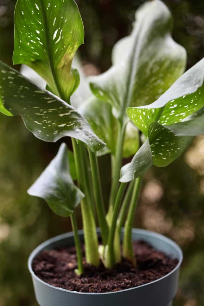 calla lily leaves after blooming