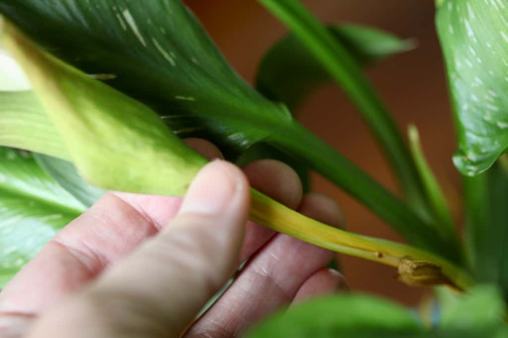 a hand holding a spent calla lily stem