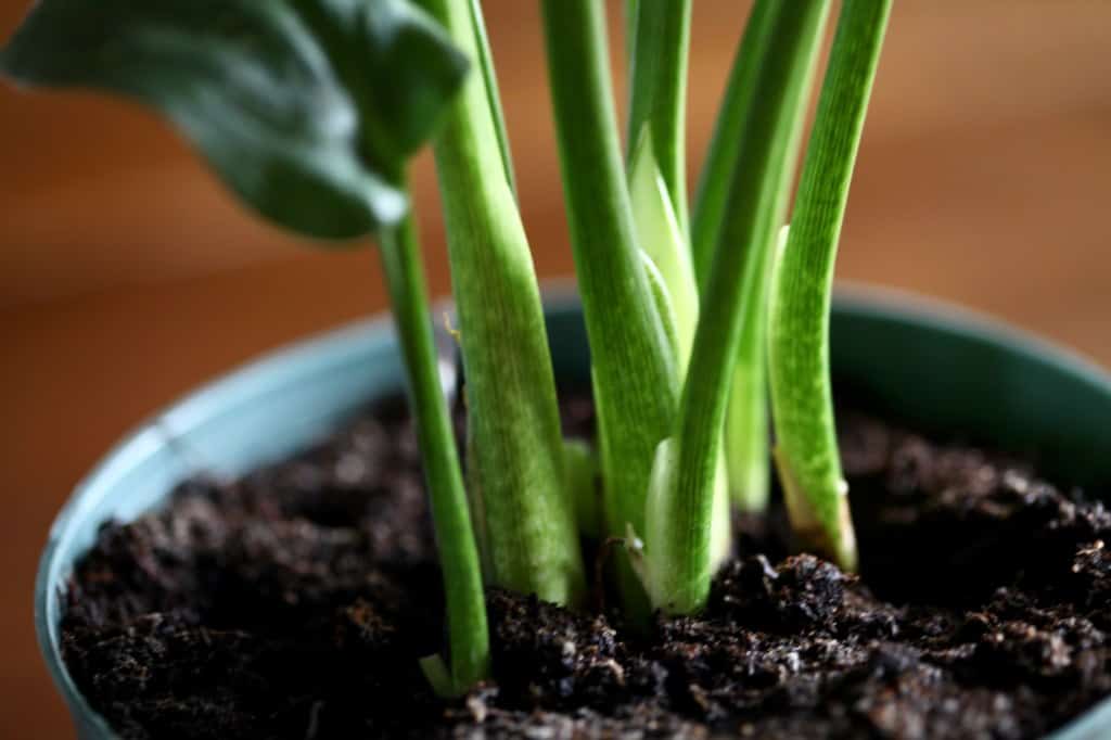 base of calla lily leaves at soil level in a pot