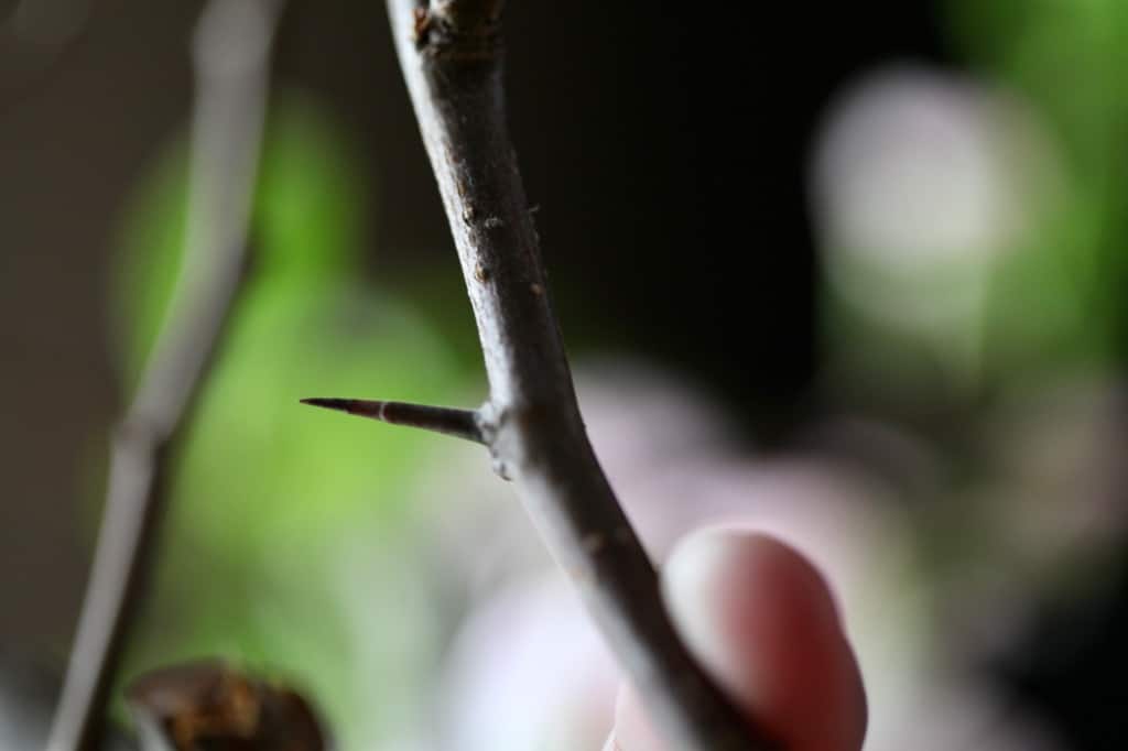 a quince branch with sharp thorns