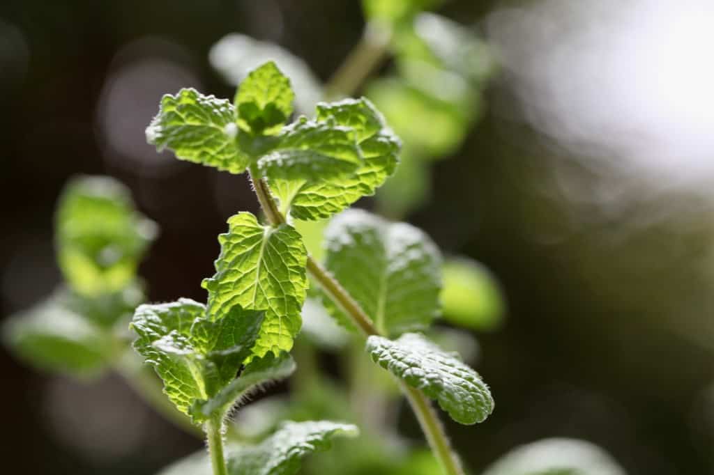 mint stems and leaves