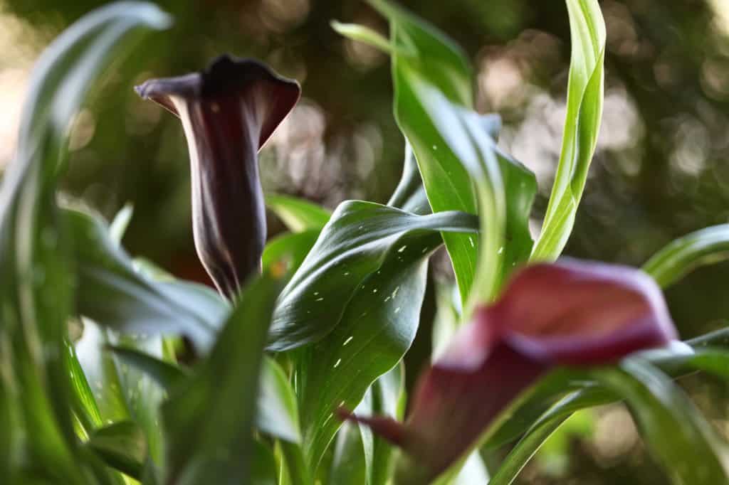 burgundy and pink calla lilies and leaves