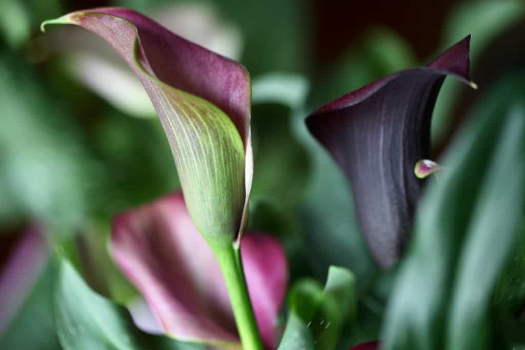 pink and burgundy calla lilies