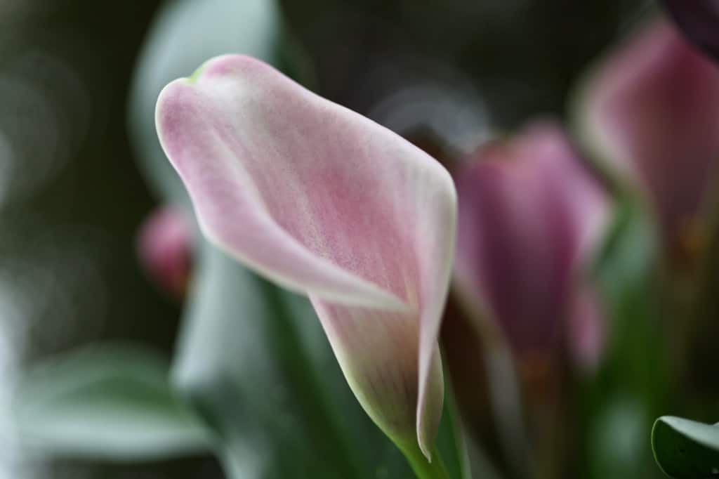 a pink calla lily